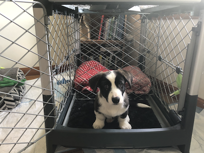 Do you put water in a puppy crate outlet at night